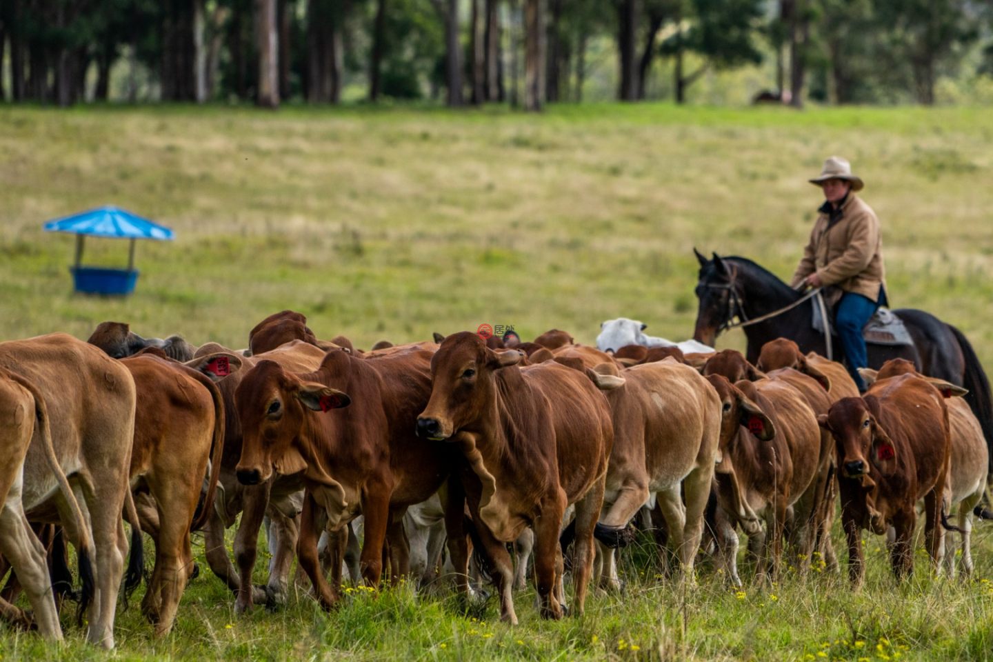 澳大利亚新南威尔士州Willsons Downfall的农场,224 Wallaroo Range Road,编号78492679