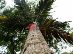 尼加拉瓜Masaya DepartmentMasaya的住宅用地，Finca Los Monos，编号71148962