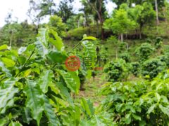 尼加拉瓜Masaya DepartmentMasaya的住宅用地，Finca Los Monos，编号71148962